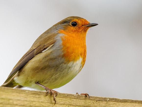 Robin (Erithacus rubecula)