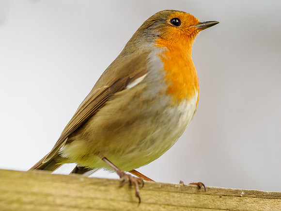 Robin (Erithacus rubecula)