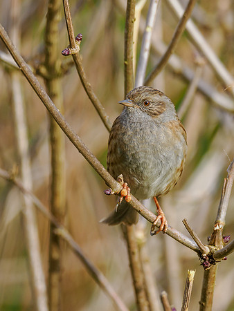 Dunnock (Prunella modularis)