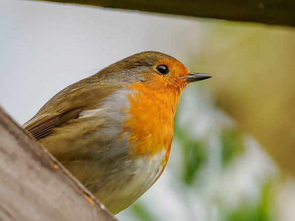 Robin (Erithacus rubecula)