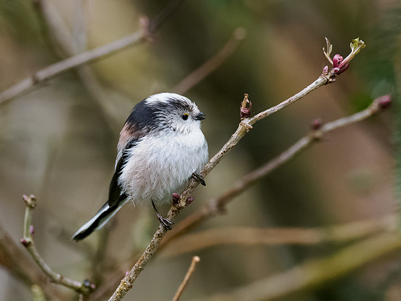 20230129-Garden Wildlife DXO-OM011368-ORF_DxO_DeepPRIME