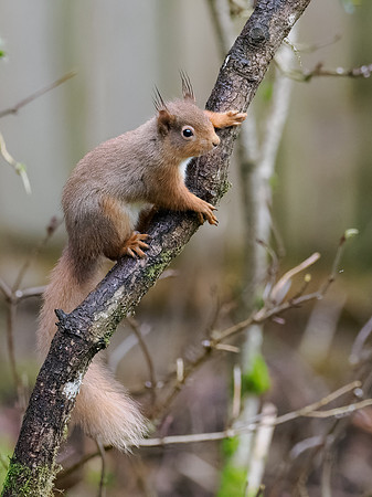 20230129-Garden Wildlife DXO-OM011414-ORF_DxO_DeepPRIME
