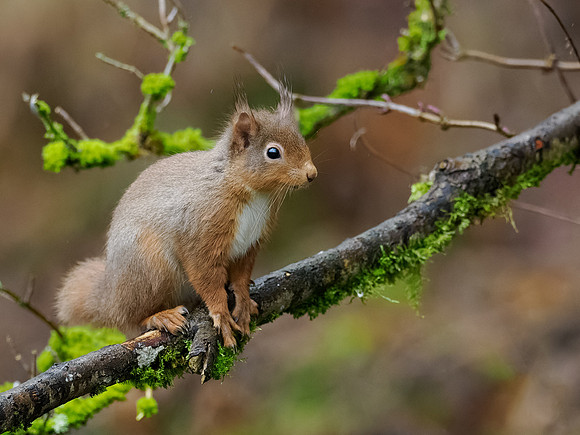 20230129-Garden Wildlife DXO-OM011568-ORF_DxO_DeepPRIME