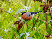 Bullfinch (Pyrrhula pyrrhula)