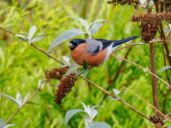 Bullfinch (Pyrrhula pyrrhula)