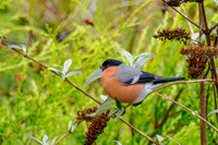 Bullfinch (Pyrrhula pyrrhula)