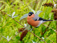 Bullfinch (Pyrrhula pyrrhula)