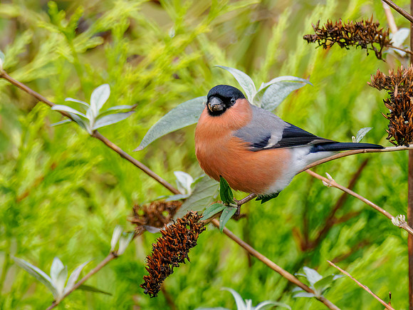 Bullfinch (Pyrrhula pyrrhula)