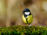 Great Tit (Parus major)