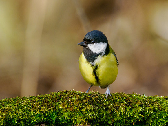 Great Tit (Parus major)