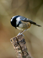 Coal tit (Periparus ater)