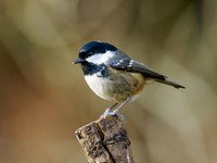 Coal tit (Periparus ater)