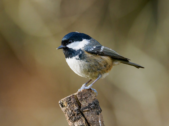 Coal tit (Periparus ater)