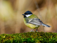 Great Tit (Parus major)
