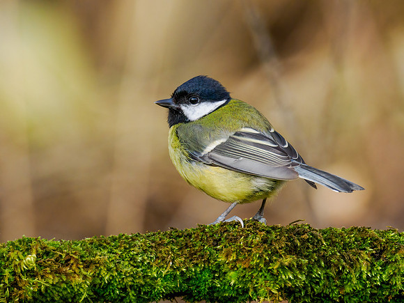 Great Tit (Parus major)