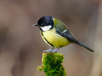 Great Tit (Parus major)