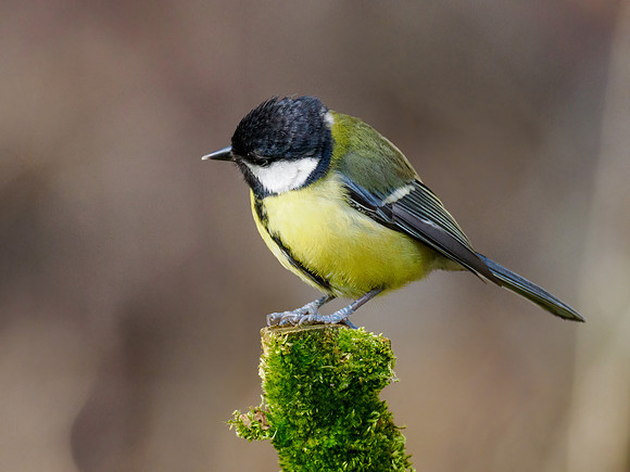 Great Tit (Parus major)