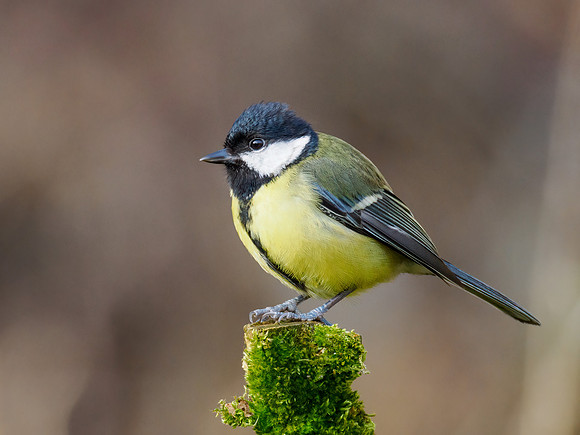 Great Tit (Parus major)