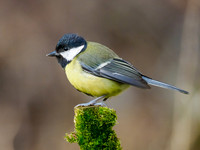 Great Tit (Parus major)