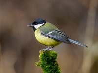 Great Tit (Parus major)
