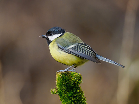 Great Tit (Parus major)