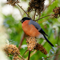 Bullfinch (Pyrrhula pyrrhula)