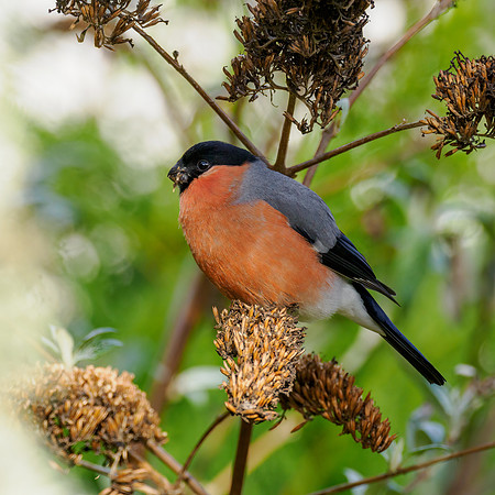 Bullfinch (Pyrrhula pyrrhula)