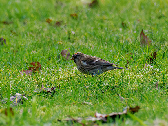 Lesser redpoll (Acanthis cabaret)