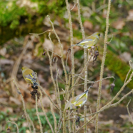 Greenfinches (Chloris chloris)