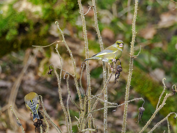 Greenfinches (Chloris chloris)