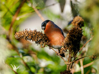 Bullfinch (Pyrrhula pyrrhula)