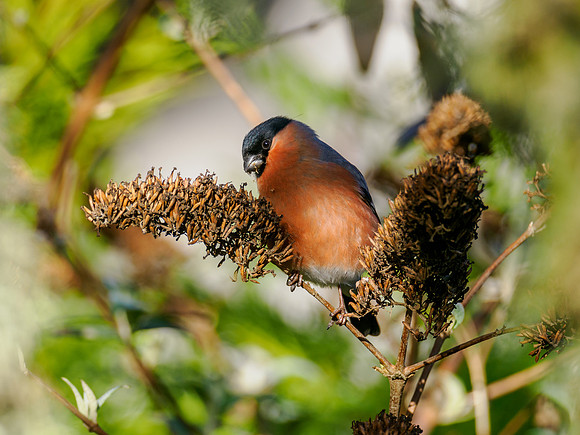 Bullfinch (Pyrrhula pyrrhula)