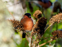 Bullfinch (Pyrrhula pyrrhula)