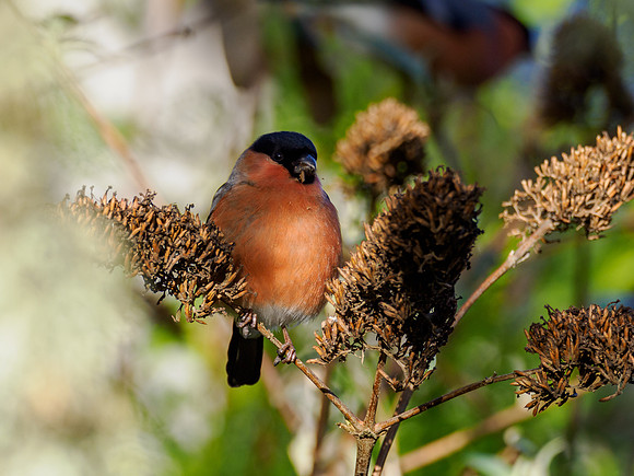 Bullfinch (Pyrrhula pyrrhula)