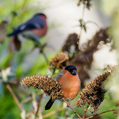 Bullfinch (Pyrrhula pyrrhula)