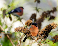 Bullfinch (Pyrrhula pyrrhula)