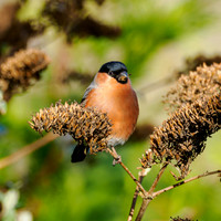 Bullfinch (Pyrrhula pyrrhula)