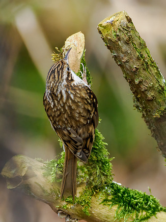Treecreeper (Certhia familiaris)
