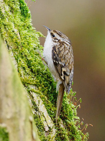 Treecreeper (Certhia familiaris)