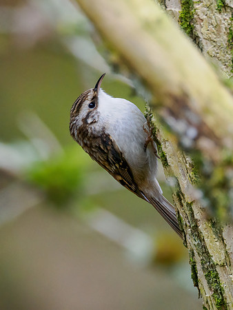 Treecreeper (Certhia familiaris)
