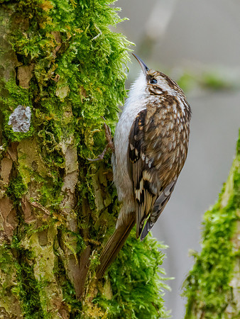 Treecreeper (Certhia familiaris)