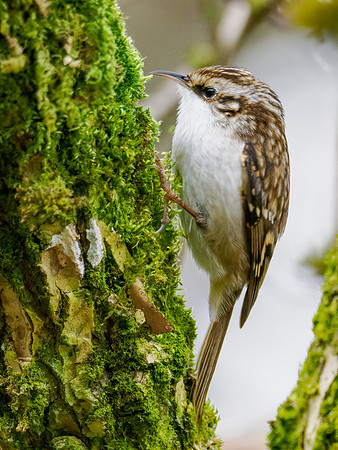 Treecreeper (Certhia familiaris)