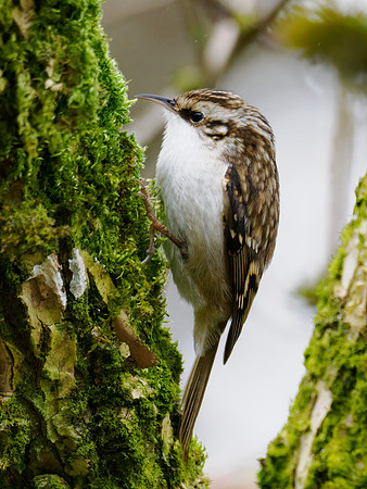 Treecreeper (Certhia familiaris)
