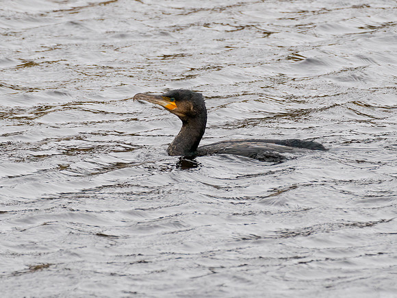 Cormorant (Phalacrocorax carbo)