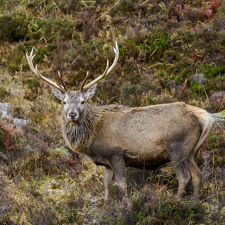 Red Deer Stag (Cervus elephus)