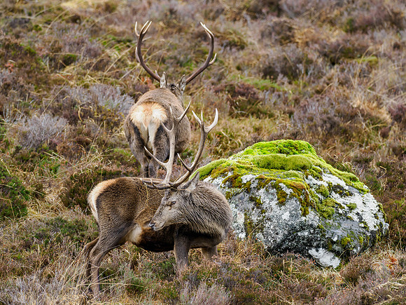 Red Deer Stag (Cervus elephus)