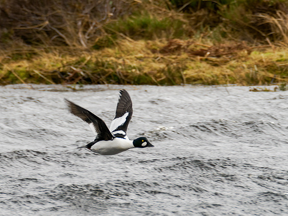 Golden Eye (Phalacrocorax carbo)