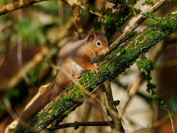Sunny Squirrel