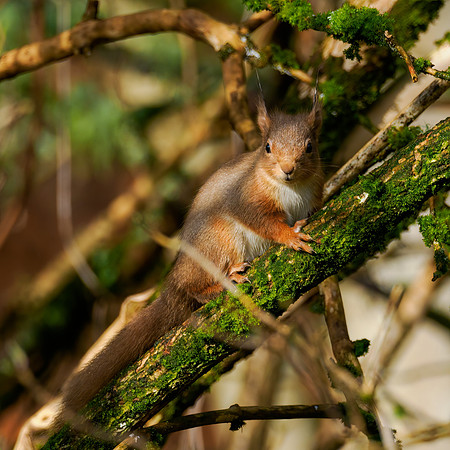Sunny Squirrel