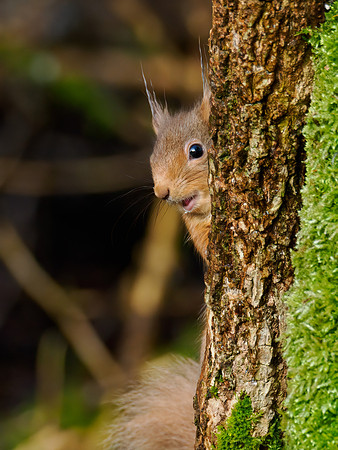 Sunny Squirrel